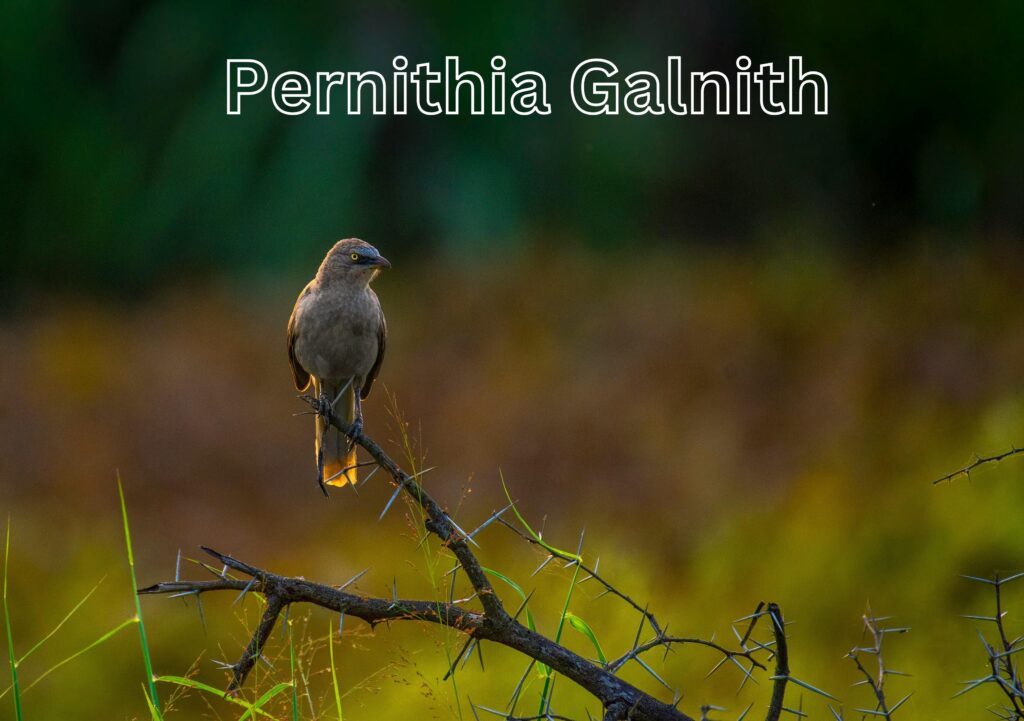 pernithia galnith